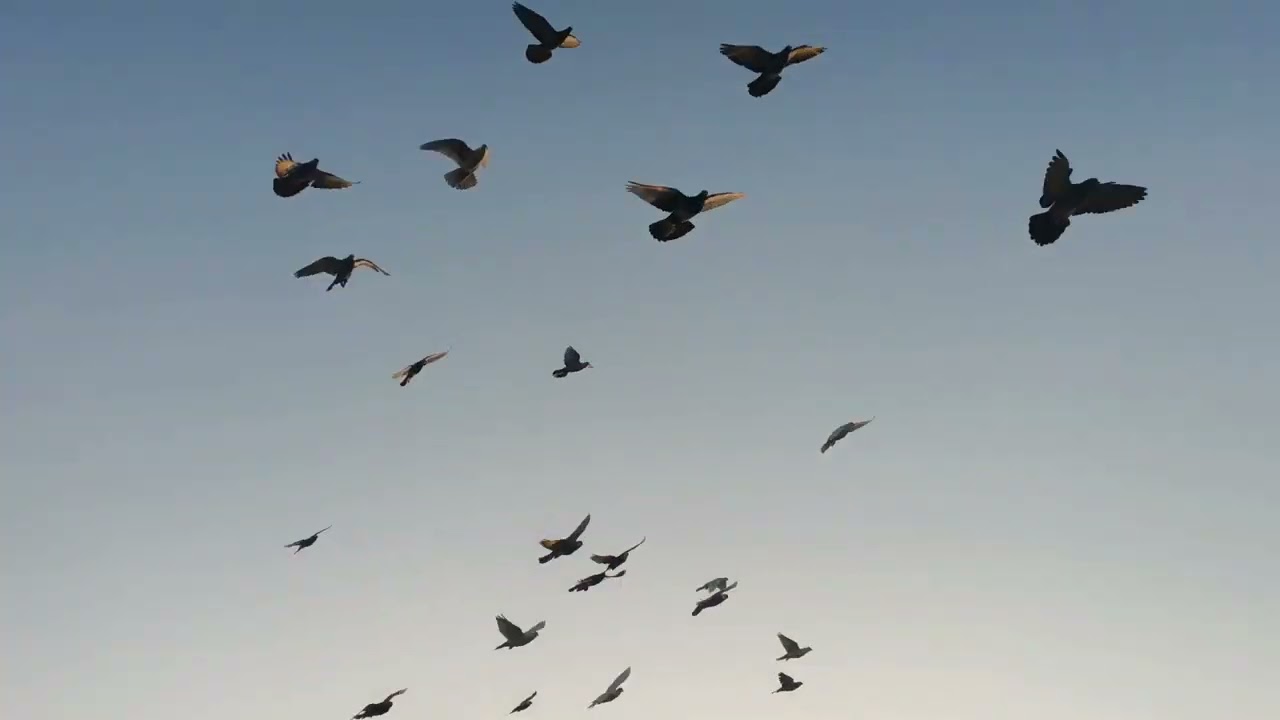Aaj ke 2 Shikar 🕊️🕊️😊 #trending #viralvideo #youtubevideo #pigeonlaver #@PanjabiHarsh635 #viral 🕊️