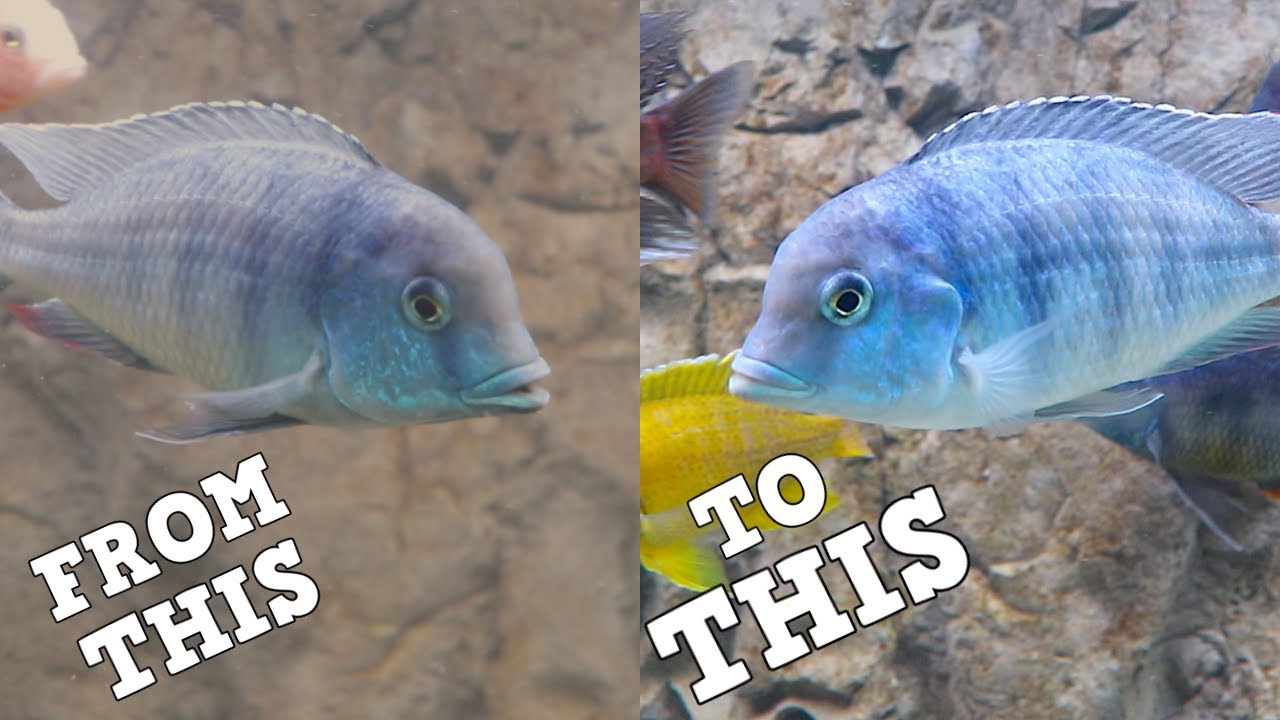 How I Got Clear Aquarium Water. Fixing Dirty Fish Tank Water.