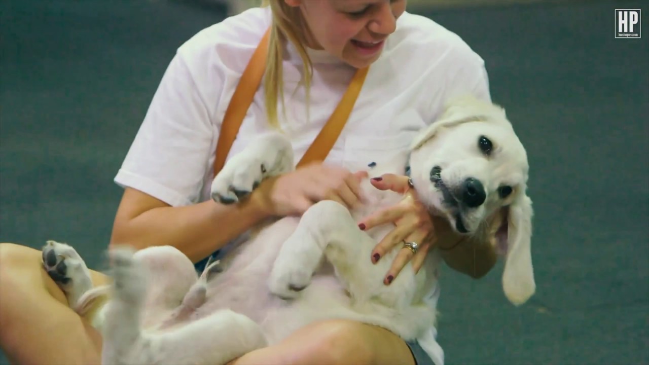 Houston Press Best Dog Trainer