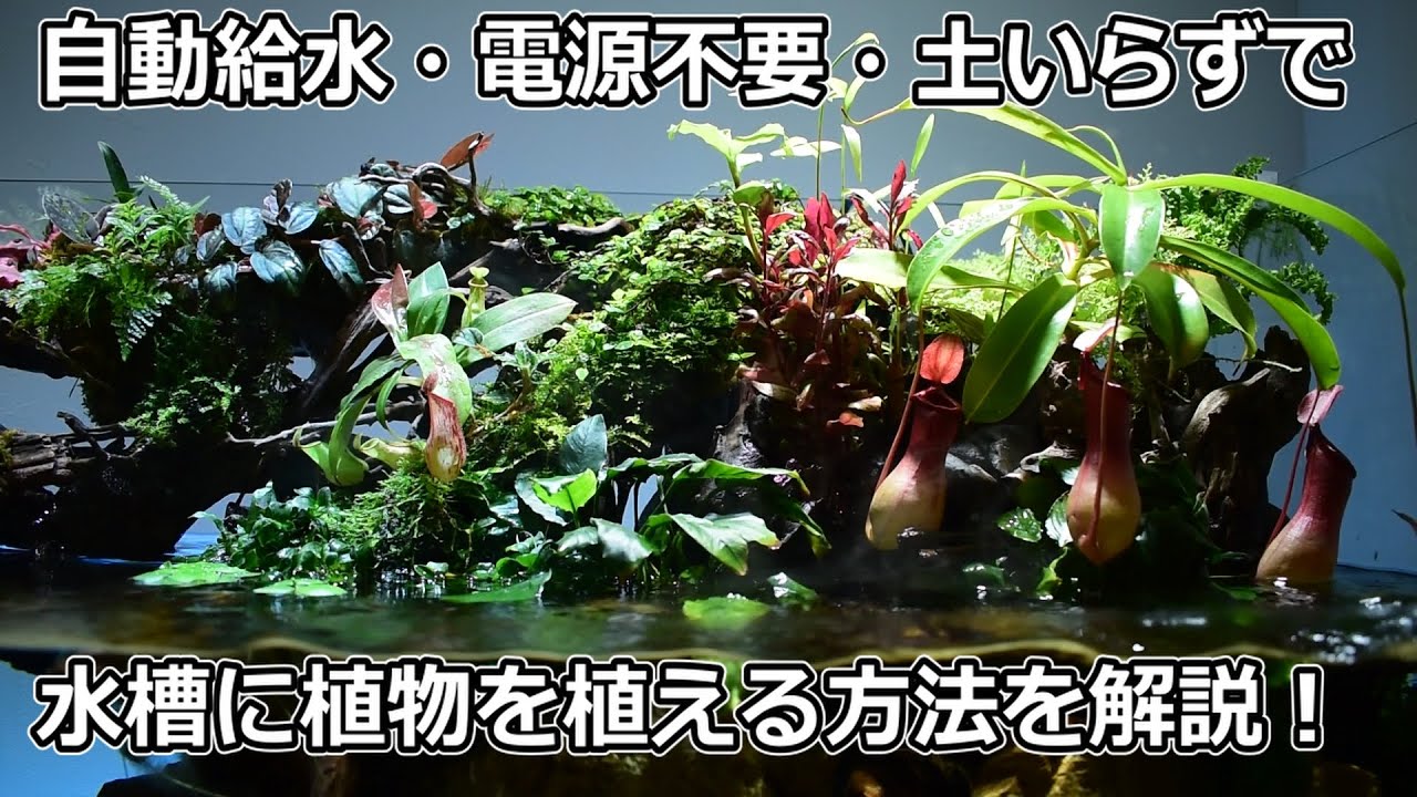 水上で簡単に水草や観葉植物を育てる方法を紹介します【アクアリウム】