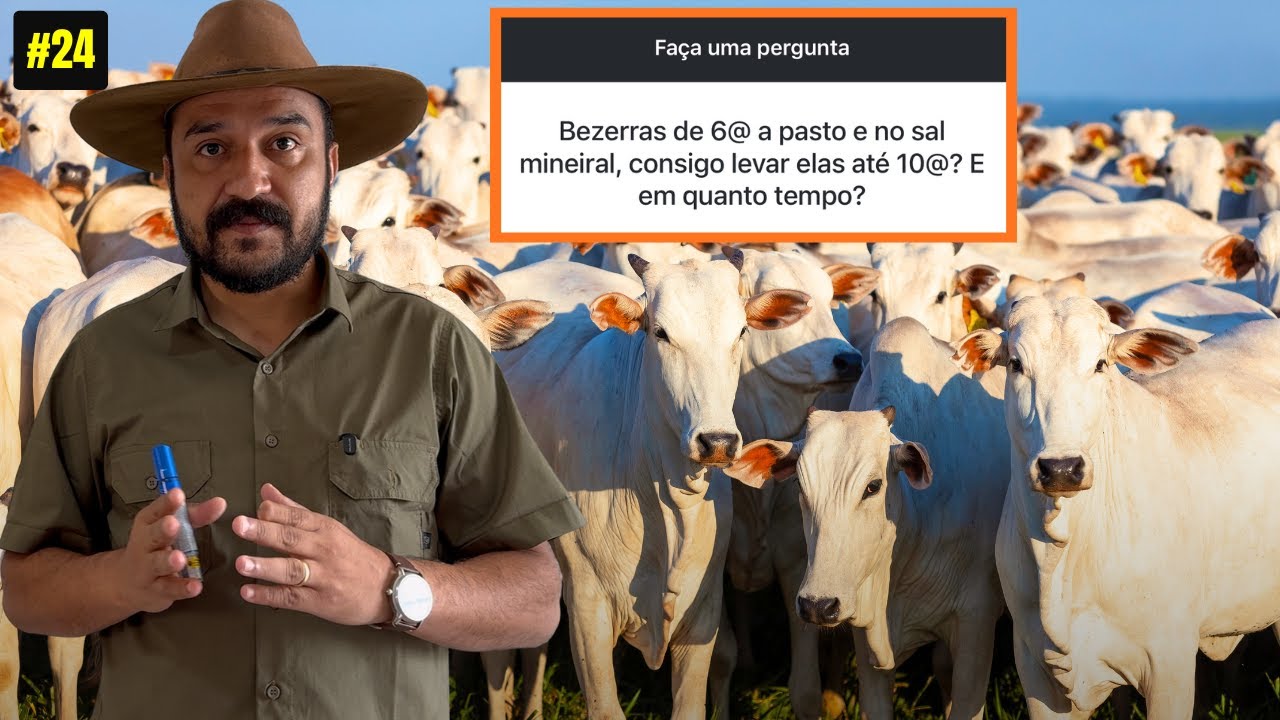 Recria de Bezerro no Sal Mineral