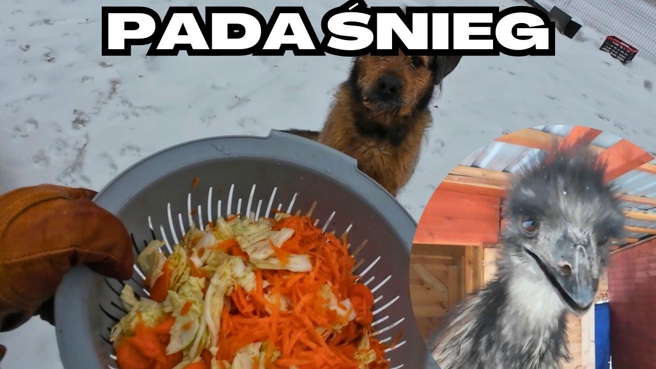 Sałatka dla emu