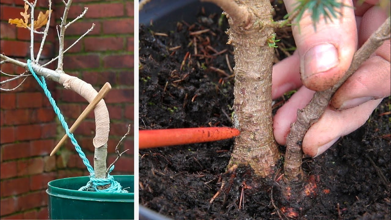 Mother and daughter bonsai