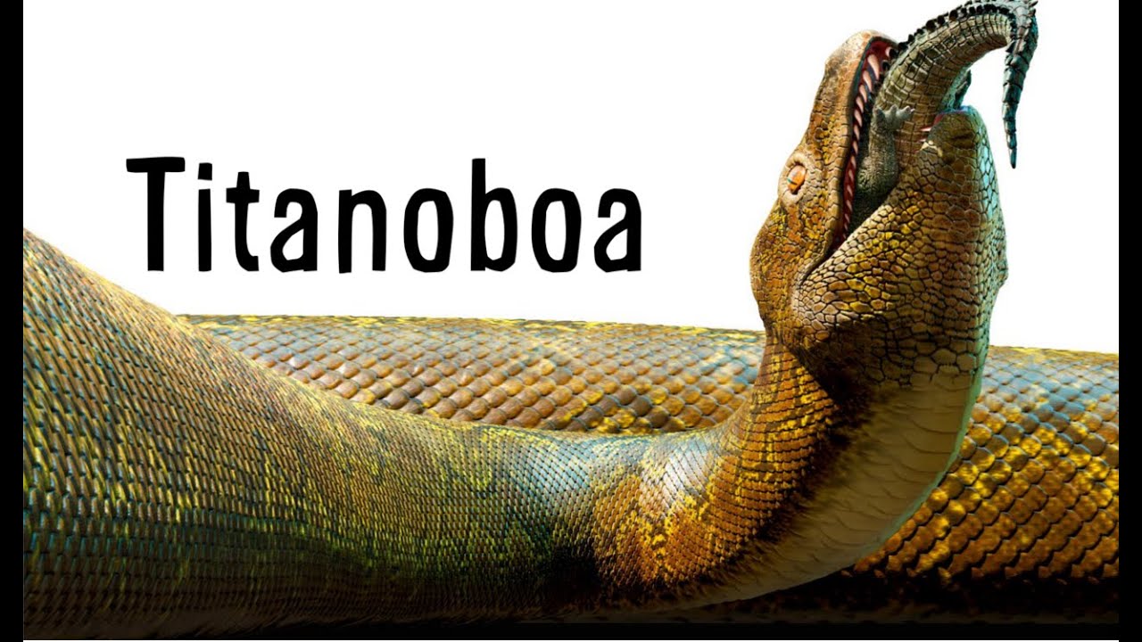 Paleo Profile - Titanoboa