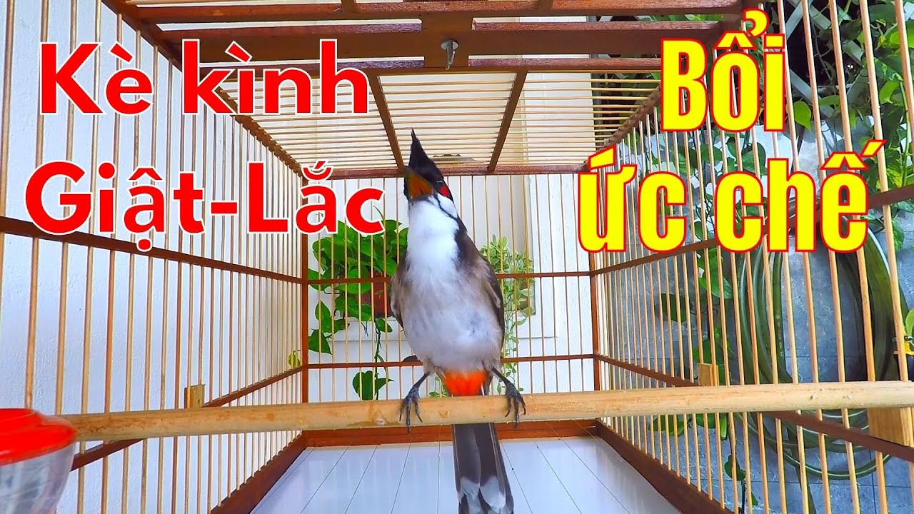 Kích Chào Mào Căng Lửa!.. Tiếng Chào Mào Hót Đấu. Luyện Thúc Bổi Sổ Giọng. kich chao mao boi hot dau