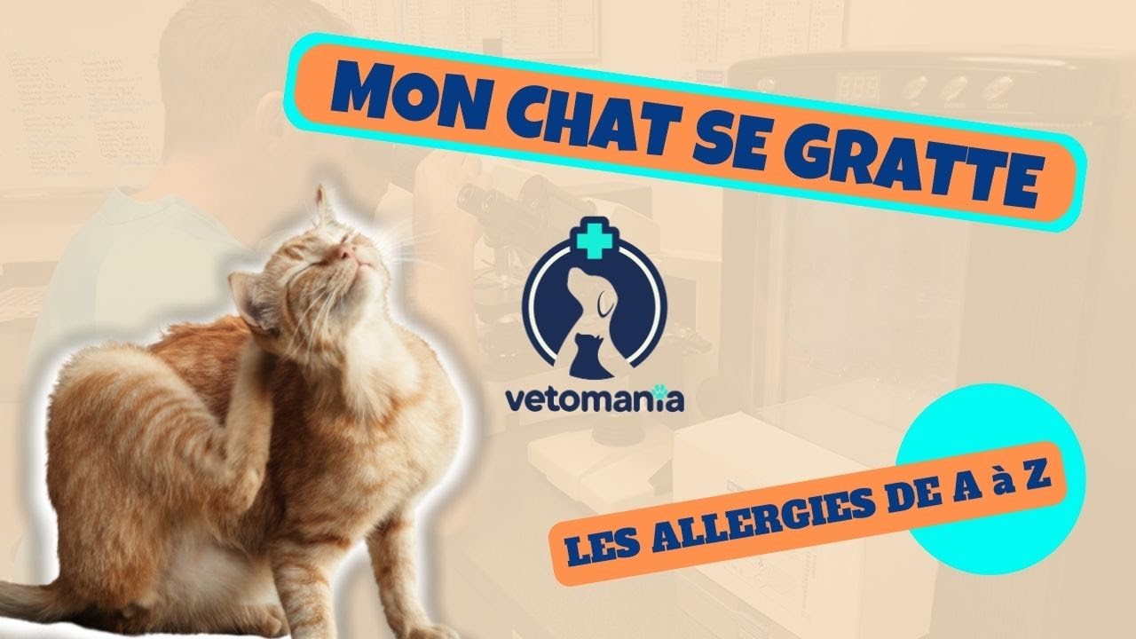 MON CHAT SE GRATTE : LES ALLERGIES DE A à Z