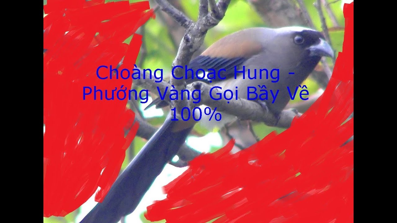 #Tiếng Chim Choàng Chạc Hung/ #Phướng Vàng gọi đàn - Âm thanh đã được test về 100 %#birdsong