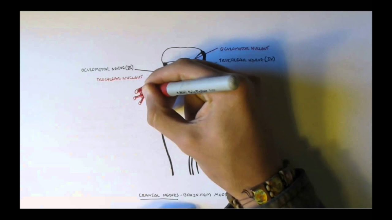 Neuroanatomy - Cranial Nerves