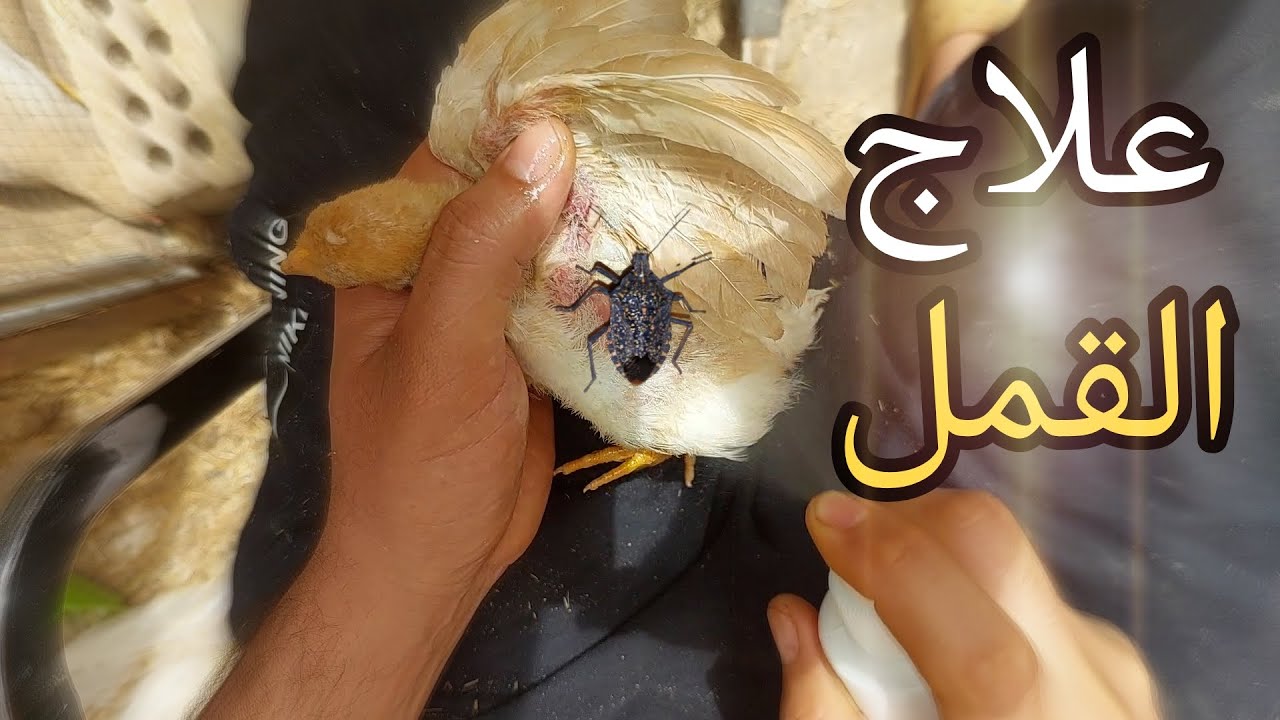 يوميات الدجاج || نصائح علاج القمل في الدجاج | بناء الدرج | نوع التغذية الي اتبعها للدجاج