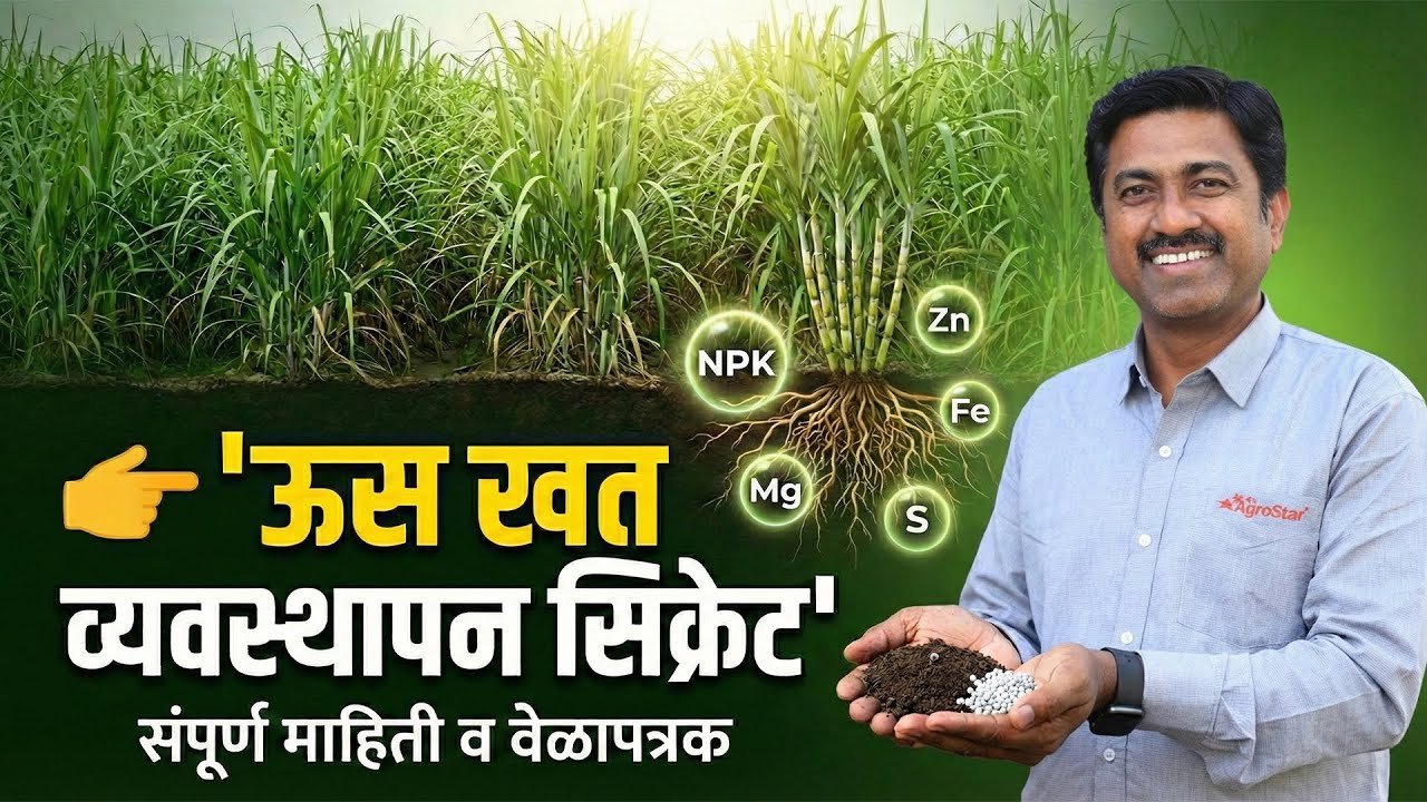 ऊस पिकातील अन्नद्रव्य व्यवस्थापन | Fertilizer Chart | Us Lagwad | Sugarcane Farming | AgroStar