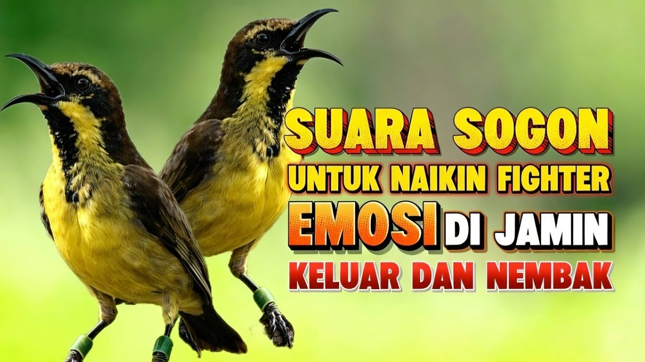 Suara terapi sogon gacor untuk melatih mental fighter #sogonnembak #sogon 