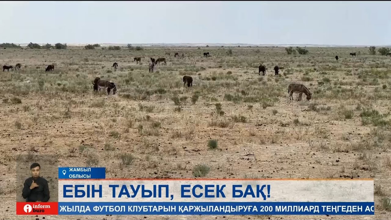 Етке кетпей ме? Жамбыл облысында жайылып жүрген 2500 жуық есек кімдікі?