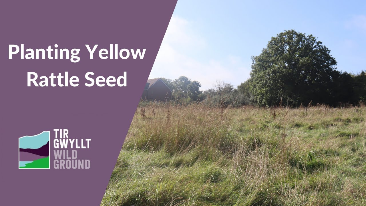 Yellow Rattle Seed - Part 2