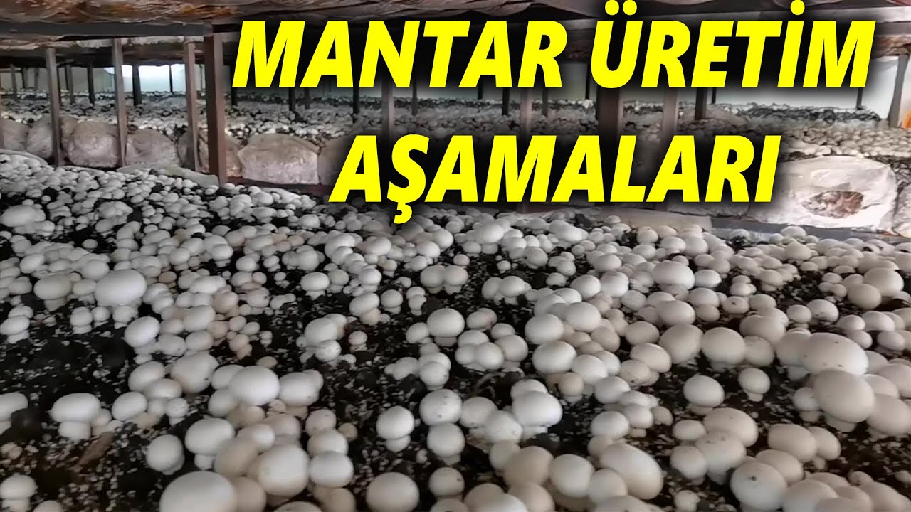 Mantar Üretimi Nasıl Yapılır? Mantar Üretim Aşamaları Nelerdir? Mantar Üretimin Püf Noktaları