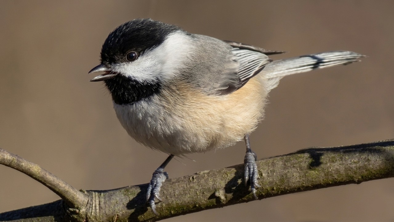 Chickadee call / song / sounds