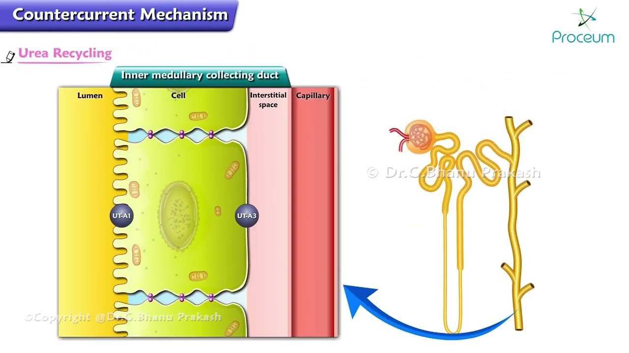 Countercurrent Multiplier and Countercurrent Exchanger, Urea Recycling (Animation) Renal Physiology
