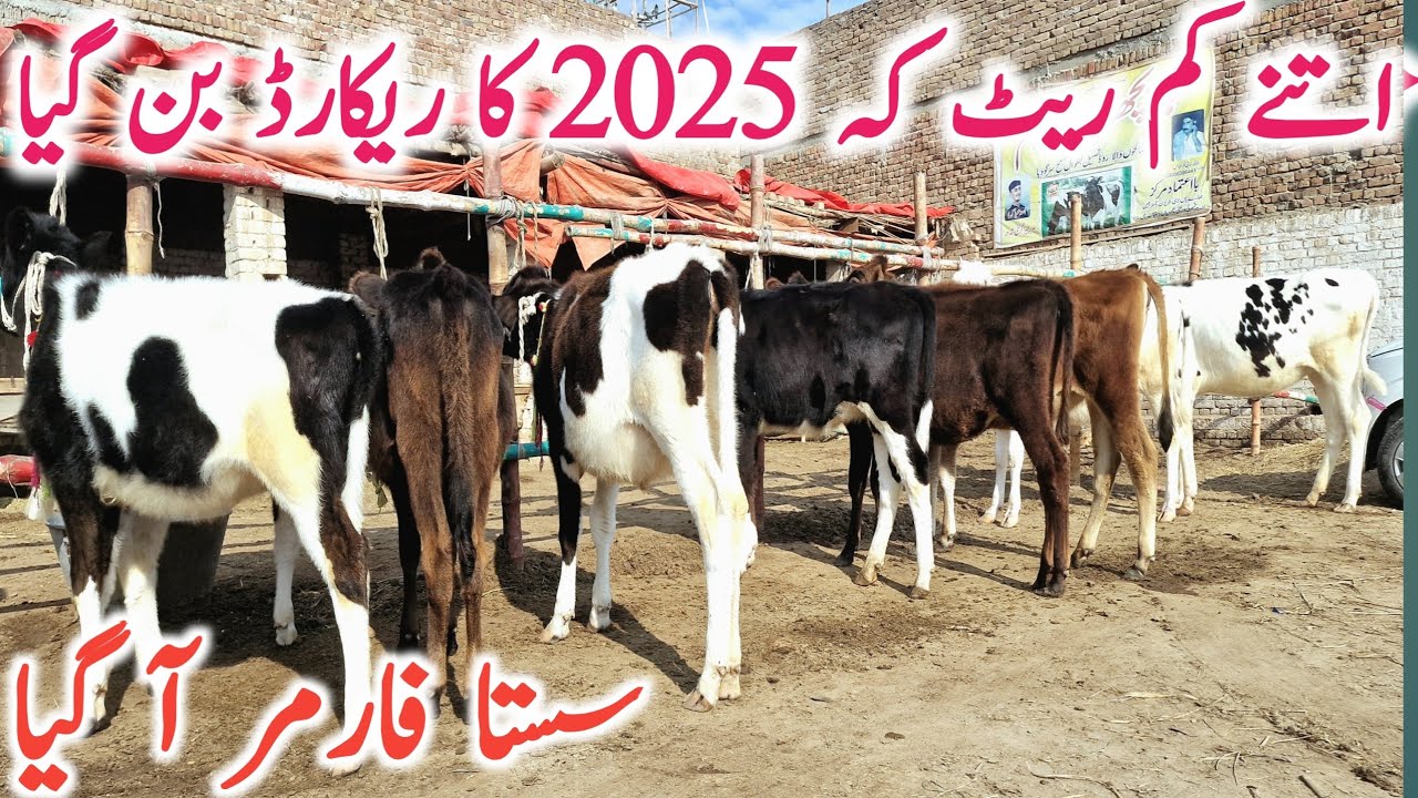 Australian Friesian Hiefers | Jersey Hiefers | Girlando Hiefers || Global Village Farming
