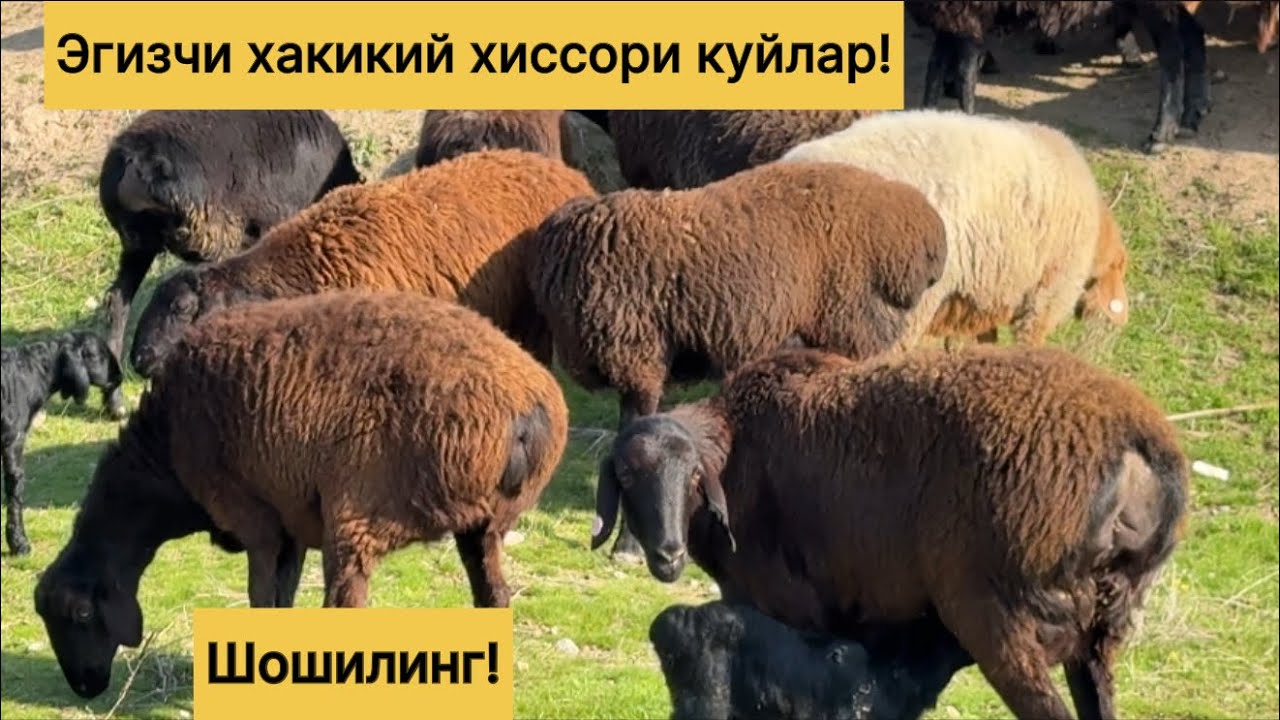 Чирокчида хиссори эгизчи куйлар! 901722623☎️ 900271161☎️