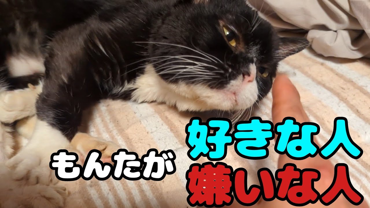 初対面でもんたに好かれる人と嫌われる人の特徴
