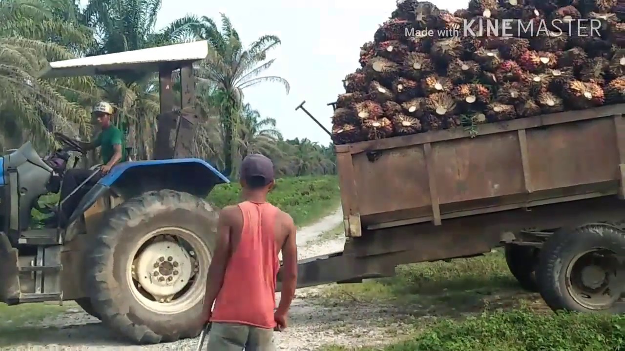 Mentalitas Seorang Operator traktor di parkebunan Kelapa Sawit