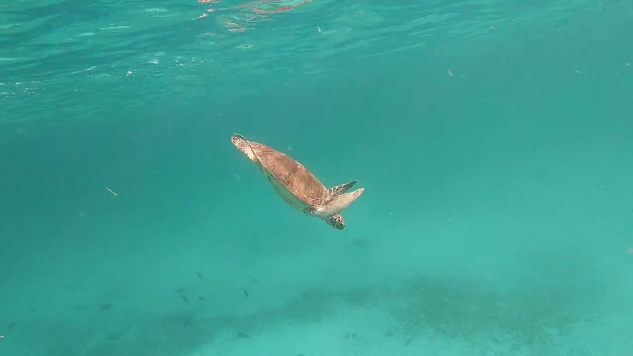 Tres Trapi Beach Aruba pt 1 of 2 unedited
