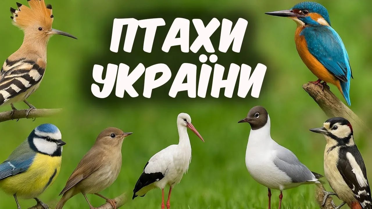 Птахи України. Відео про птахів. Спів птахів