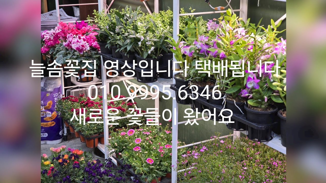 2월11일늘솜꽃집 영상입니다 택배가능한곳 010.9995.6346 예뿐아이들 많이왔어요 구경하러오세요 