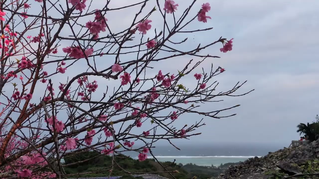 今帰仁グスク桜まつりに行って、桜散策をして満喫しました。