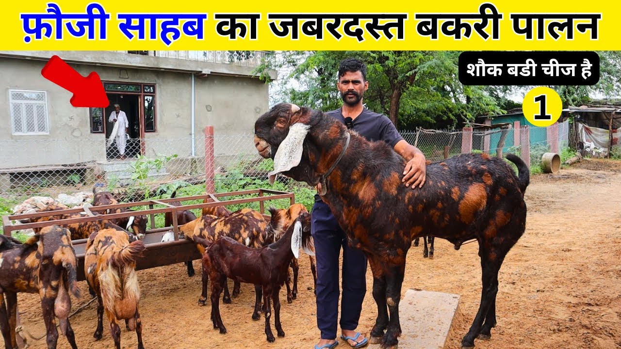 फ़ौजी साहब का जबरदस्त Sirohi goat farm Part 01 | Sirohi Bakri palan | Goat farm | Harish Yadav
