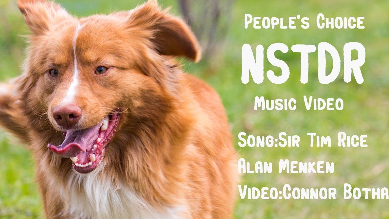 PEOPLE'S CHOICE: Nova Scotia Duck Tolling Retriever Official Song