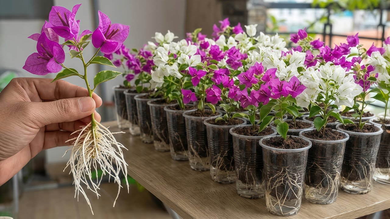 Using old plastic cups for rooting flowers/ 100% success rate.