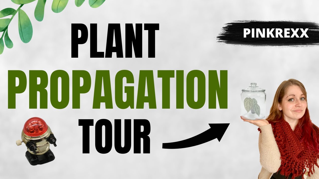 WHAT IM PROPAGATING RIGHT NOW - A little plant propagation tour (current propagations list)