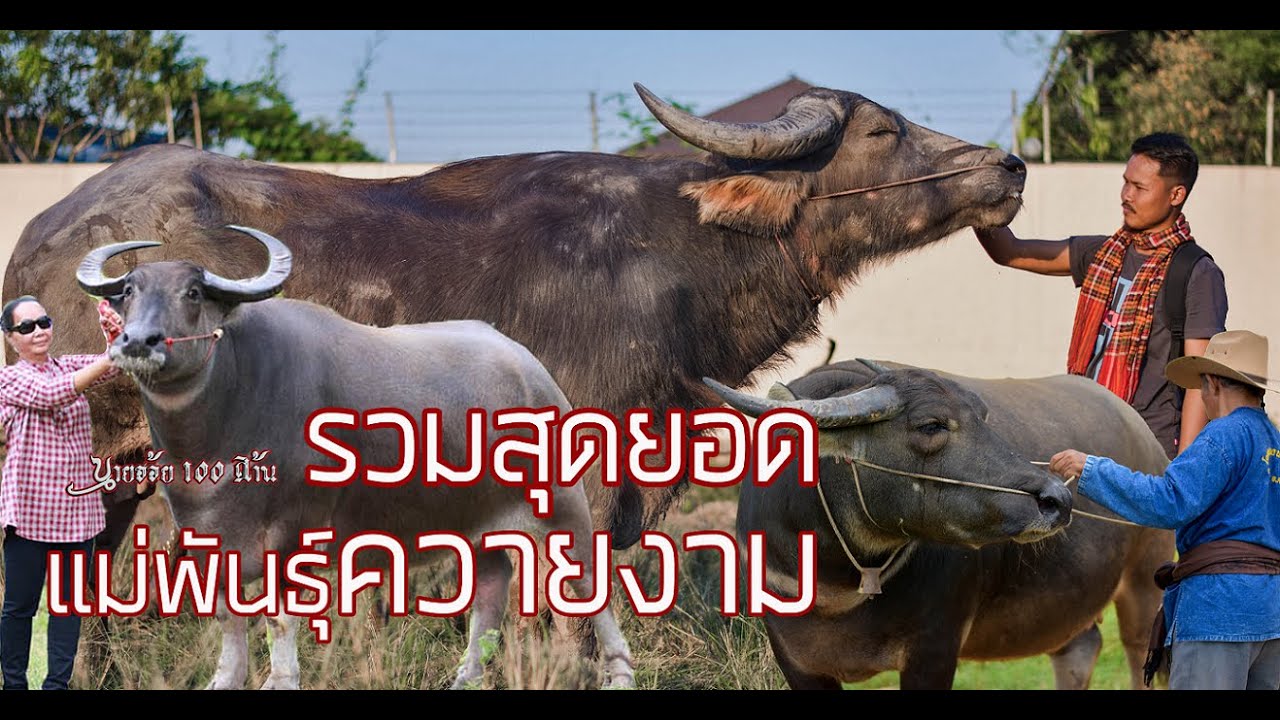 รวมสุดยอดแม่พันธุ์ควายงาม 2019-2020 ครบรอบ1ปีนายฮ้อย100ล้าน