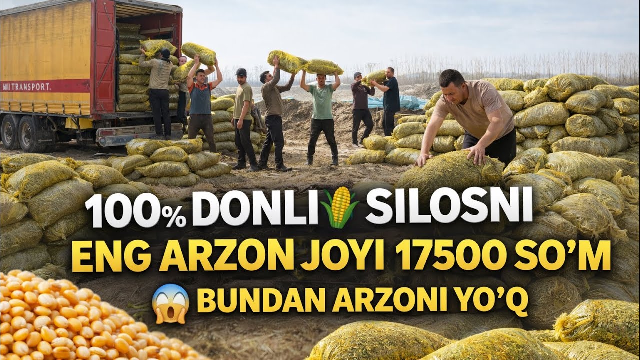 100% DONLI🌽SILOS ENG ARZON JOYI SHU YERDA SHOSHILING🏃🏃