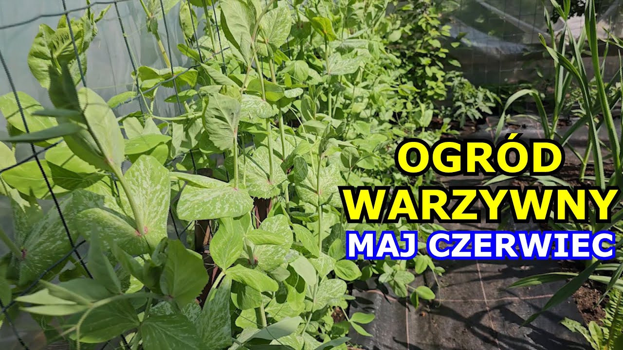 Ogr&oacute;d Warzywny przełom Maja i Czerwca. Spacer po Ogrodzie Warzywnym. Prace w Ogrodzie w Maju Czerwcu