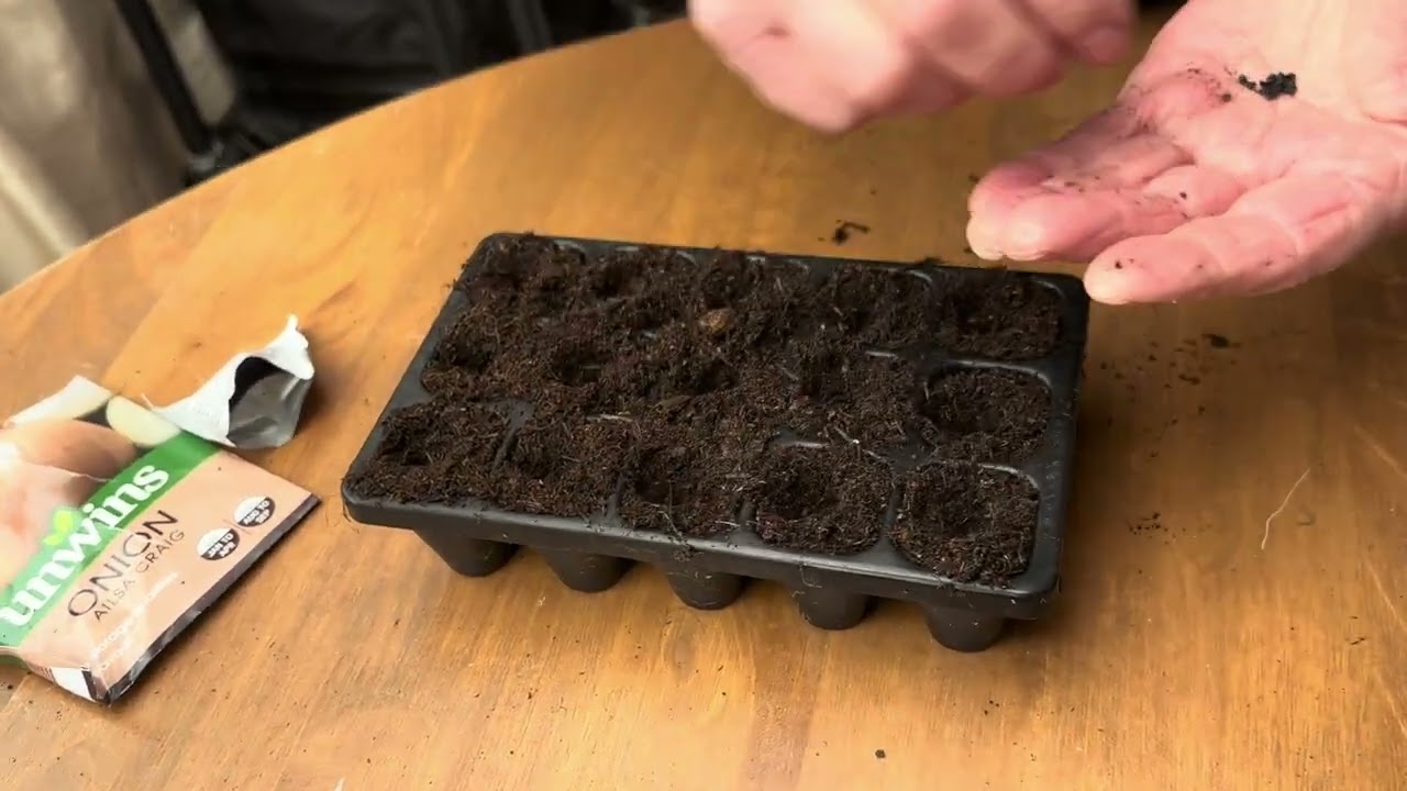 🌱 The Onion Seeds Are Sown!