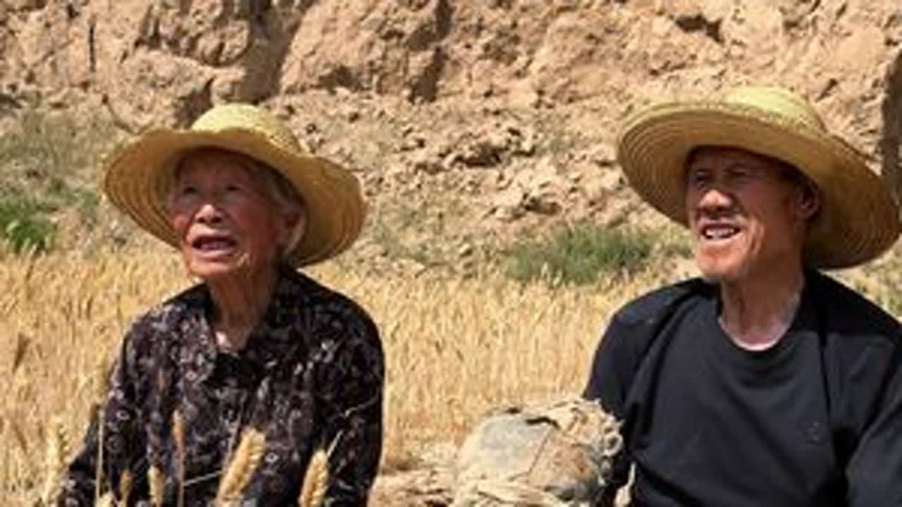 一年一度的麦收时刻到了，今年的麦子真的是让人乏的不能收呀#记录我的农村生活#三农#农村守村人
