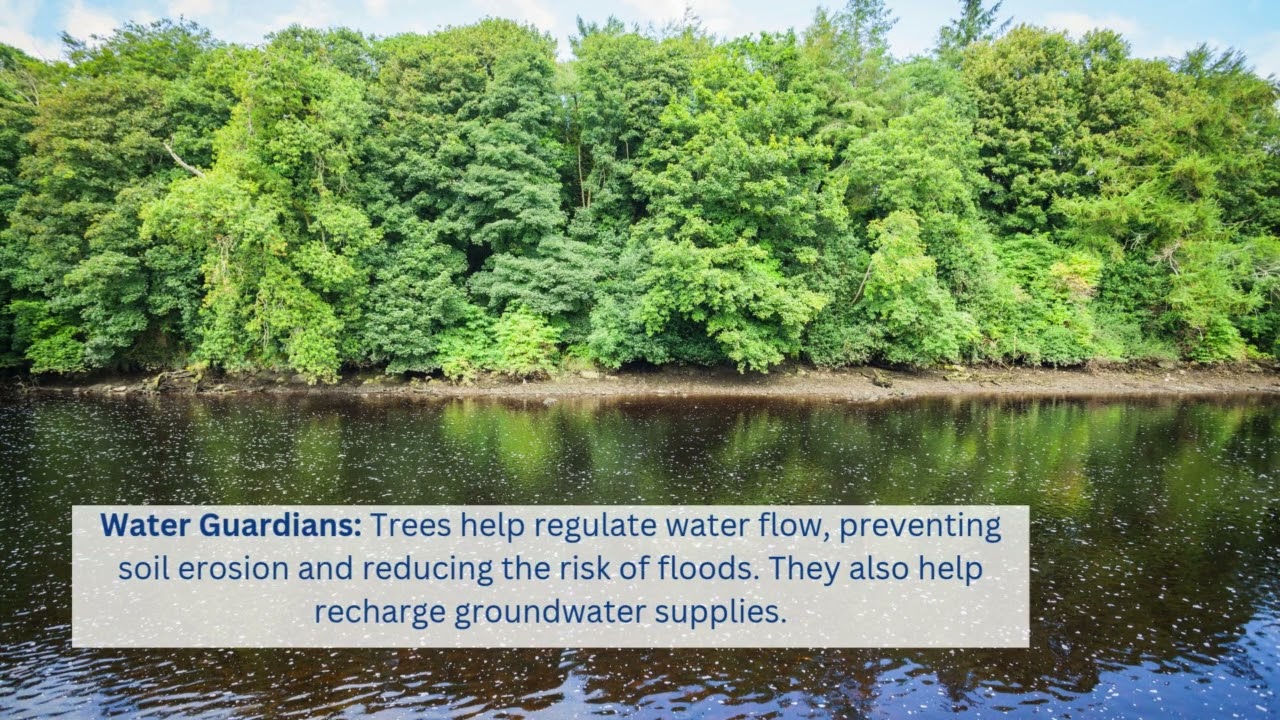 Rivers and Roots: The Natural Partnership Between Rivers and Trees