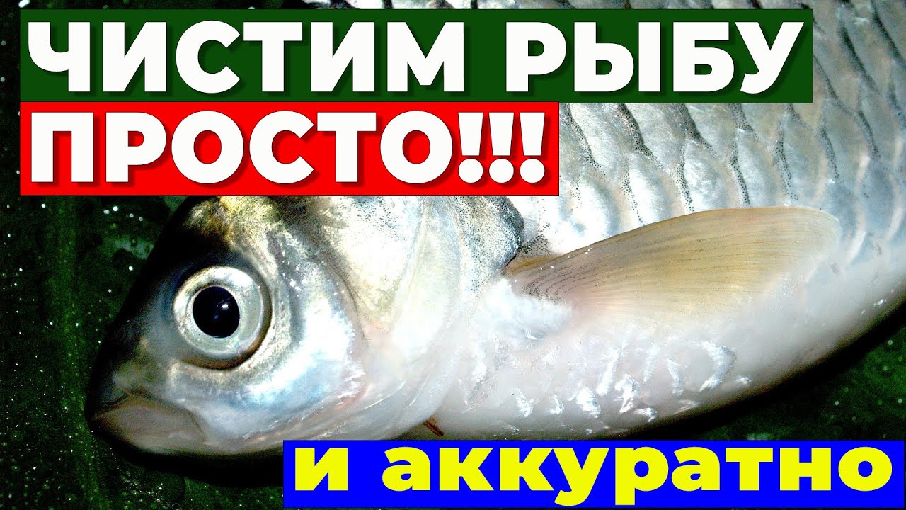 ☝️ Как БЫСТРО и АККУРАТНО почистить рыбу! Проверенный способ! How to clean fish.