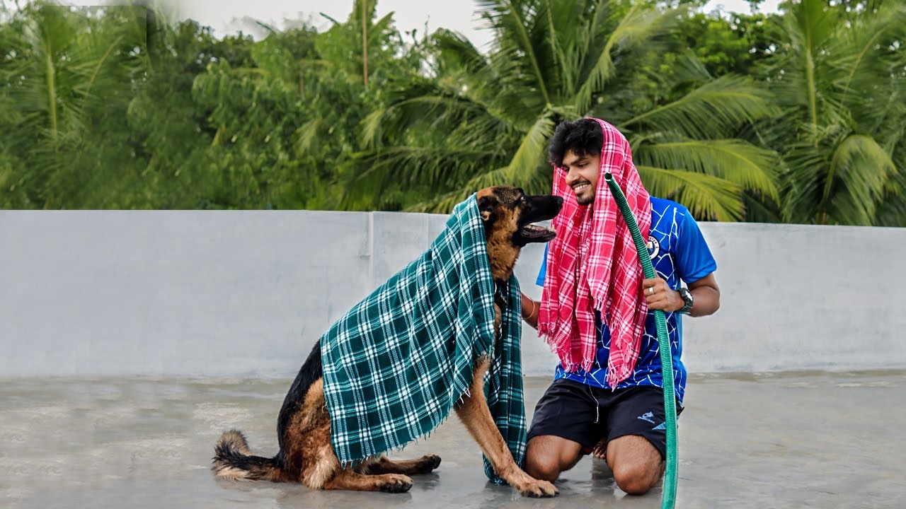 Jacky-யின் குளியல் பரிதாபங்கள் 😂😂😂 | Jacky The German Shepherd
