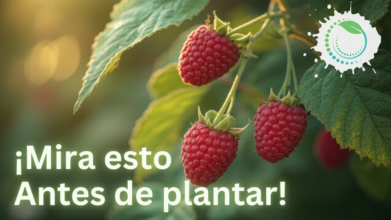 ¿Por Qué Tus Frambuesas NO Crecen? La Técnica Correcta