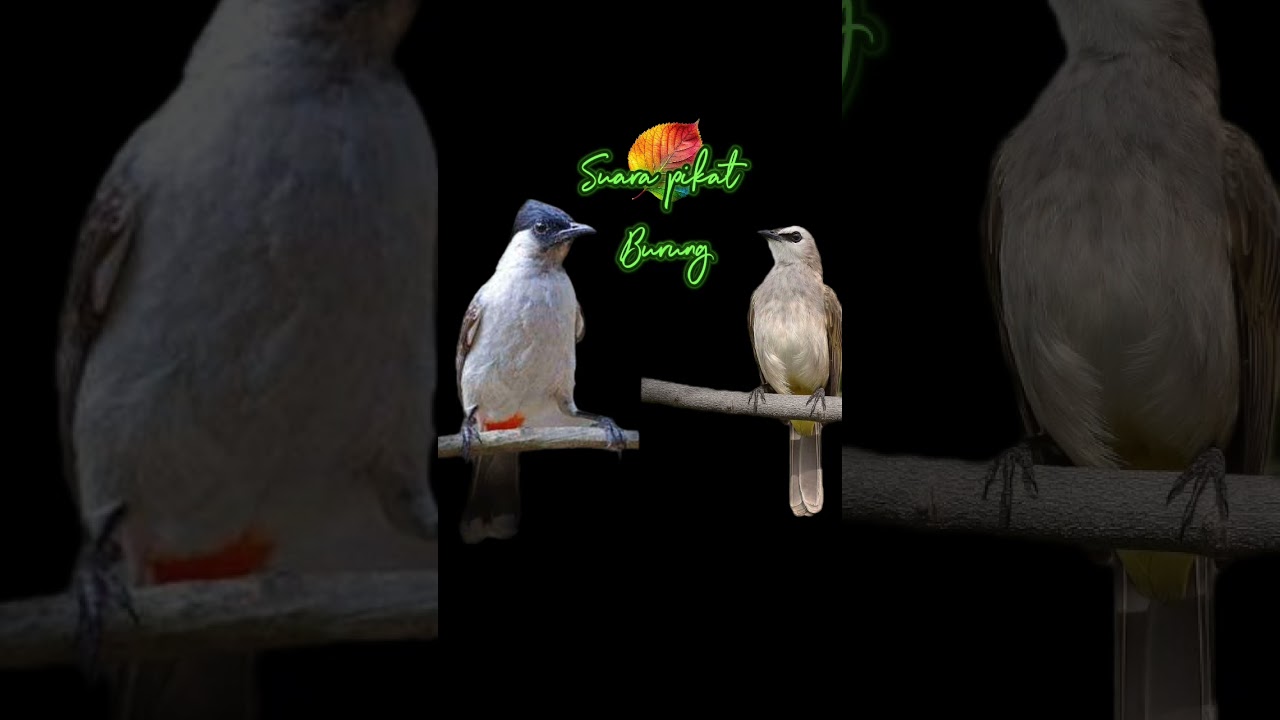 suara pikat burung trucukan dan kutilang