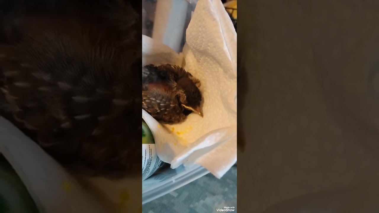 Better Left in the Nest - Survivor!  