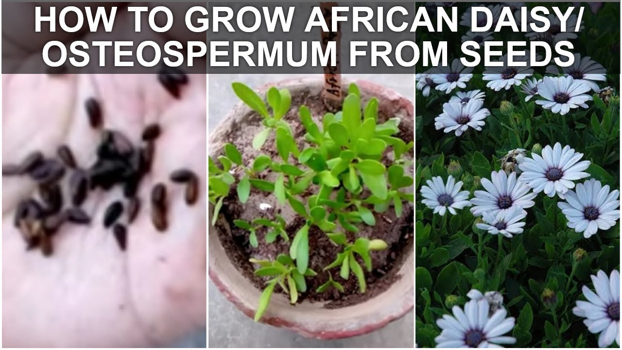 How to Grow African Daisy/ Osteospermum from Seeds to 1st Flower Urdu/ Hindi