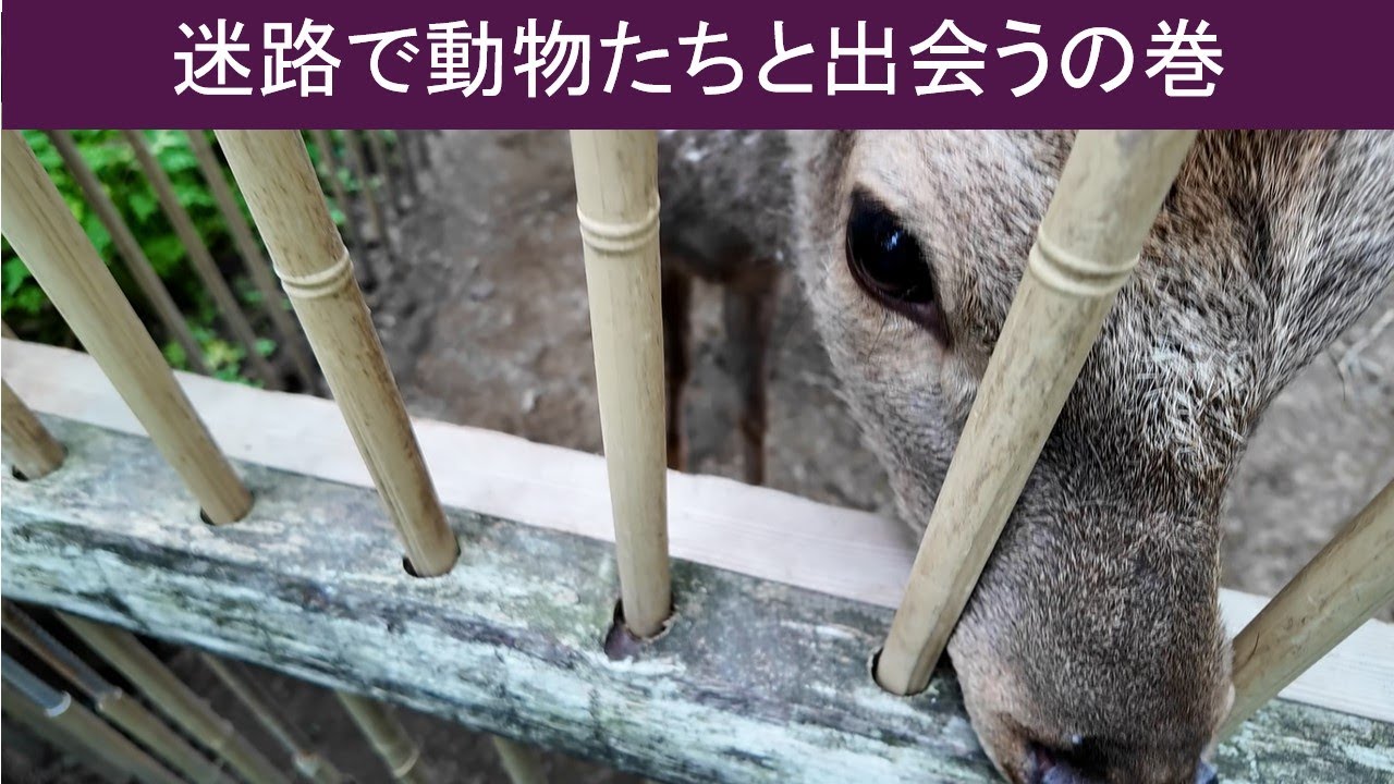 【vlog 散歩】迷路でたくさんの動物さんたちと会ったよ