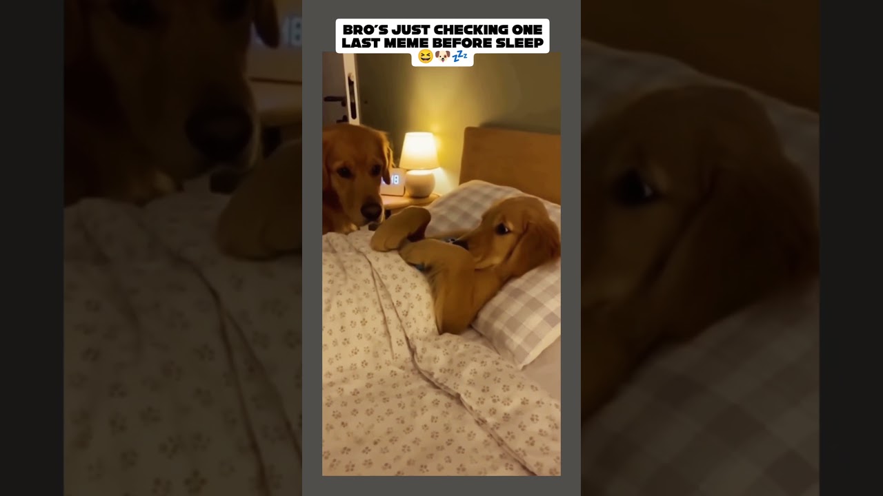 No More Phone Before Bed! 😂🐶 | #shortvideo #funny #puppy #viral #short #viralvideo