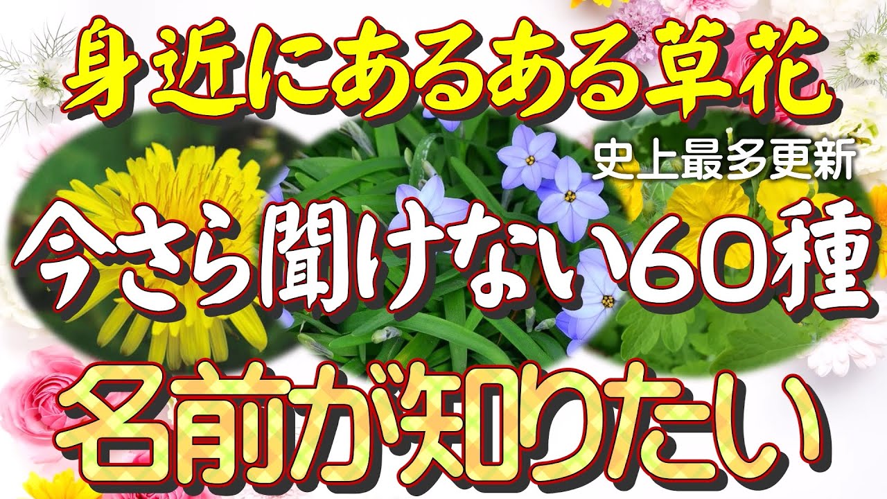 史上最多の60種！今さら人に聞けない今が旬の花。初登場含め春を代表する草花です。【身近にあるある草花日記13】一期一会の草花との出会い！本格的な春到来で毎日同じ草花と出会っても、日々変化しています。