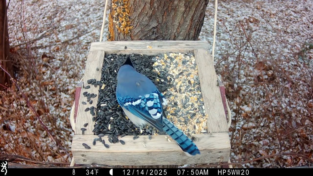 Light Snow Tree Feeder Trail Cam Footage (Dec. 13th through 14th)