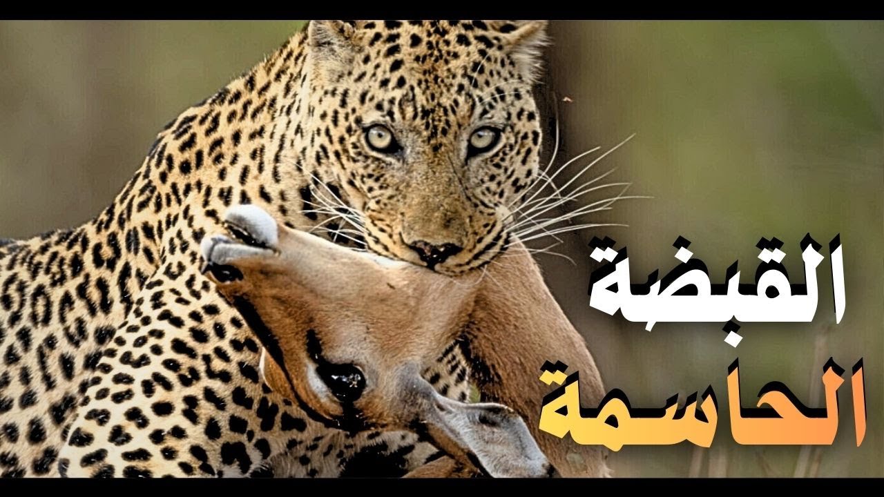 الفهد المرقط: صراع لا يرحم من أجل البقاء في البرية