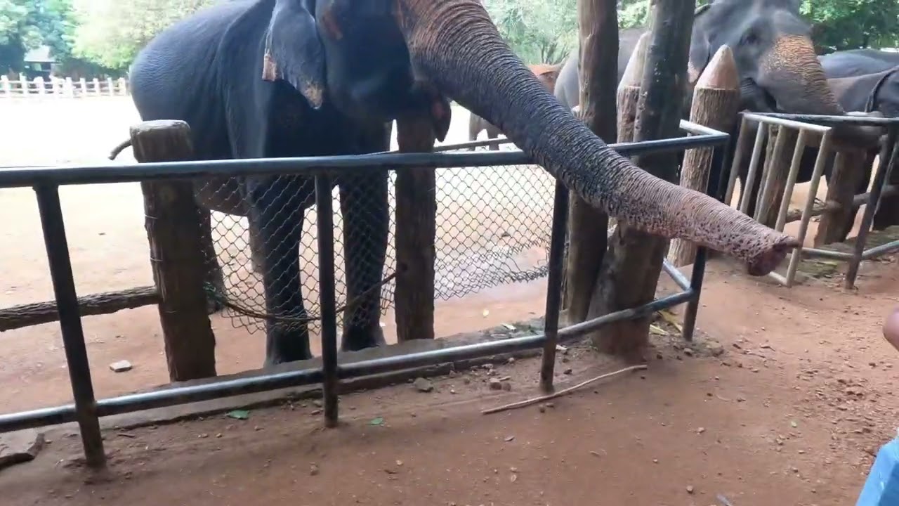 Pinnawala Sri Lanka